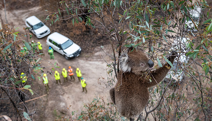 Fire-affected koala in Gippsland, Victoria. Photo credit: Doug Gimesy