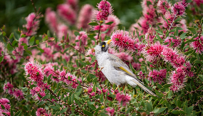 Noisy miner