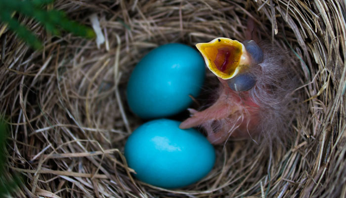 Do Baby Birds Lay Eggs  