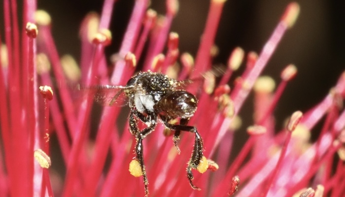 3.Australian native stingless bee, Tetragonula carbonaria - Credit Tina Hanneman, iNaturalist, 