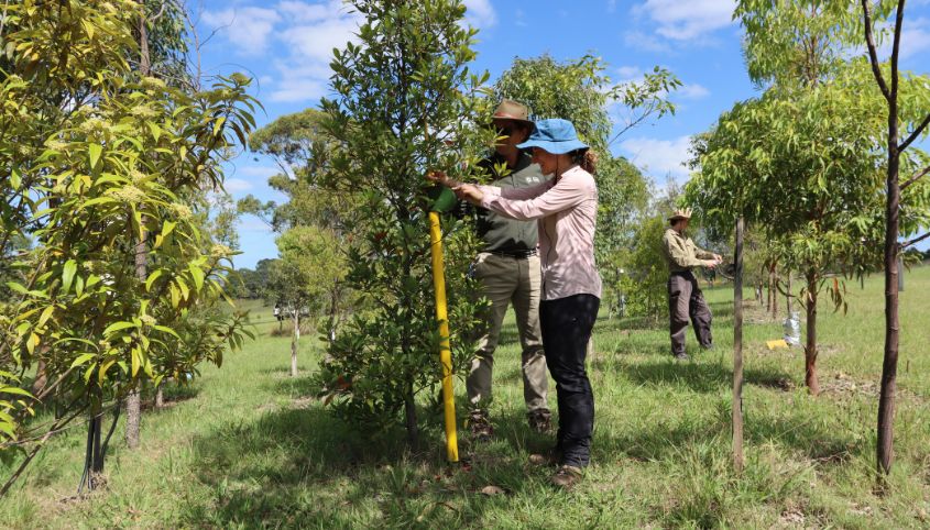 trees during a site visit