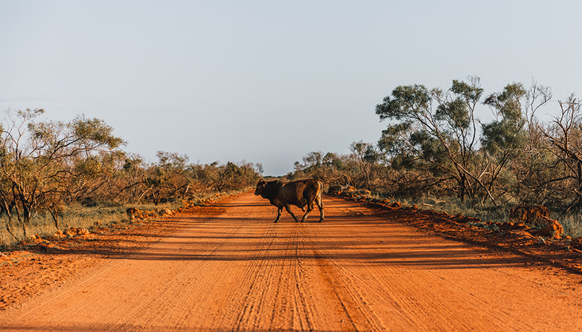 Cattle kill more Australians each year than sharks and snakes combined.