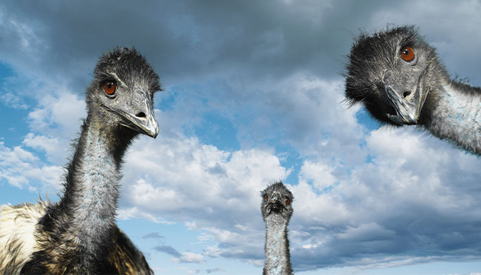 Emus