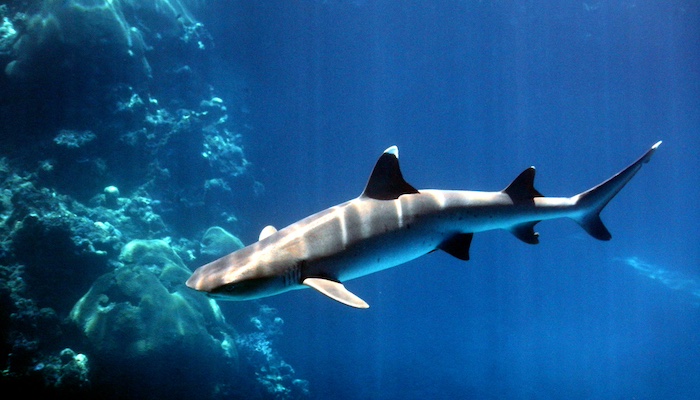 Mislabelled shark meat rampant in Australian markets, study finds