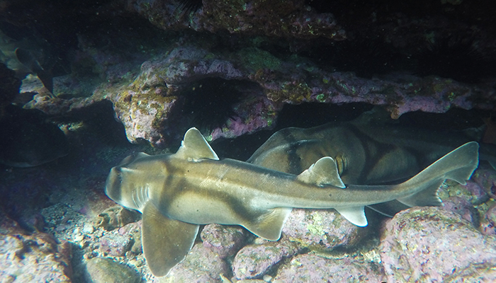 Female Port Jackson shark