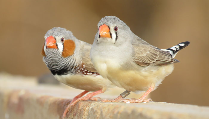 does society finches weight