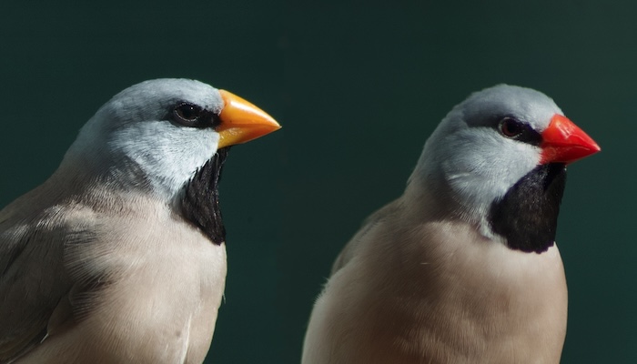 bird beak