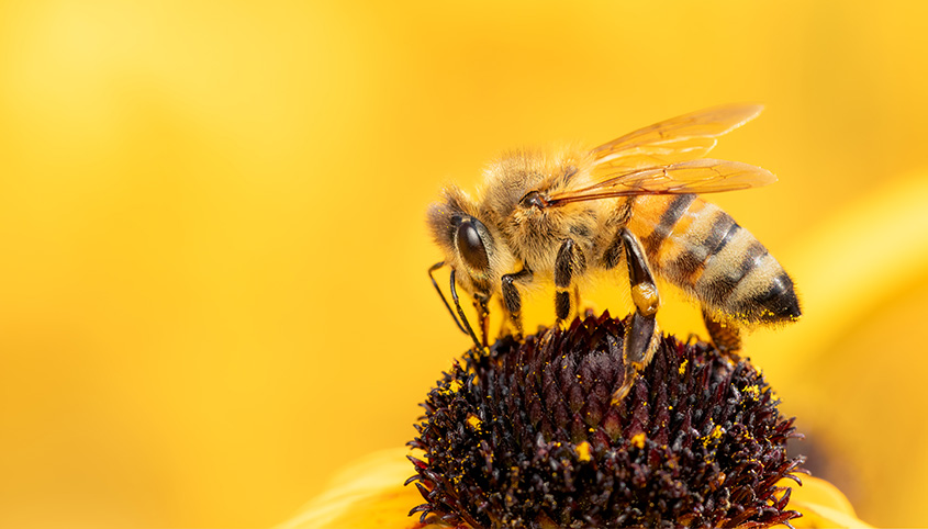 Honey bee stock photo