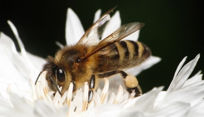 Probiotics for honeybees could help stop falling population
