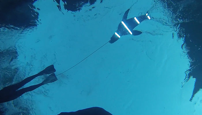 Seal decoy underwater with lights