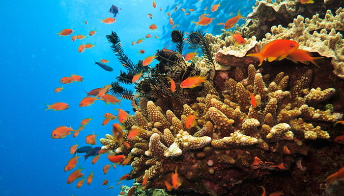 Coral diversity thrives through a game of rock paper scissors | The ...